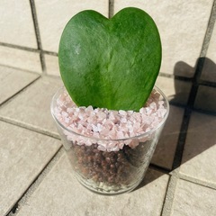 ハートホヤ　ホヤカーリー　ラブラブハート　観葉植物　多肉植物　ハ...