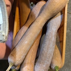 南部一郎 カボチャの画像