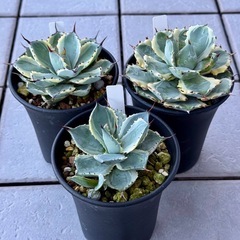 斑入りアガベ3点セット