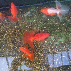 金魚土佐錦ベランダ上物の画像
