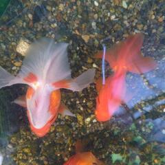 金魚土佐錦ベランダ上物の画像