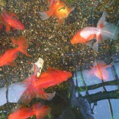 金魚土佐錦ベランダ上物の画像