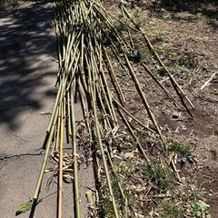 伊那市城南町　細めの竹　長さ10mの画像