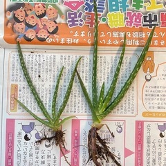 アロエベラの子株　2本