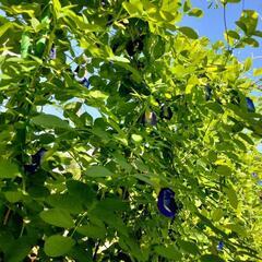 魅惑の青色ハーブ！バタフライピーの画像