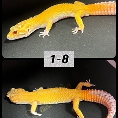 レオパ  ヒョウモントカゲモドキ  ① - 地元のお店