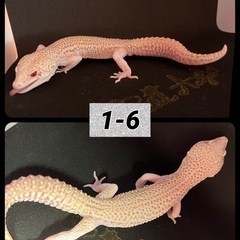 レオパ  ヒョウモントカゲモドキ  ① - ペット