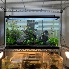 【無料】繁殖熱帯魚たくさん。交換、引き取りも可能！