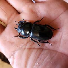 五島列島産　ヒラタクワガタペア