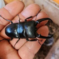 五島列島産ヒラタクワガタペア