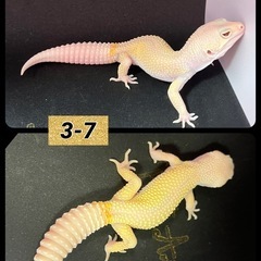 レオパ  ヒョウモントカゲモドキ ④