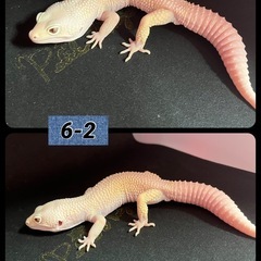レオパ  ヒョウモントカゲモドキ ⑤