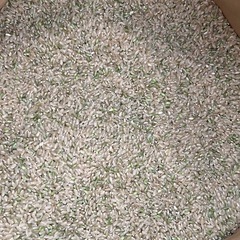 青森産新米玄米