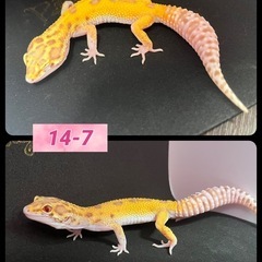 レオパ  ヒョウモントカゲモドキ⑨