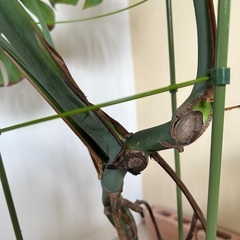 モンステラ観葉植物🪴の画像