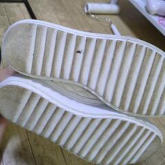 rady 　の画像