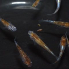 メダカ　朱紅玉　６匹セット