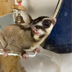 フクロモモンガの里親募集（第一候補者様と進行中。返信できなかった...
