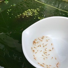 楊貴妃💐若魚28+α【３１匹 】グリーンウォーター源水1500ml付きNo 73の画像