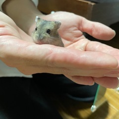 ハムスター　里親募集中