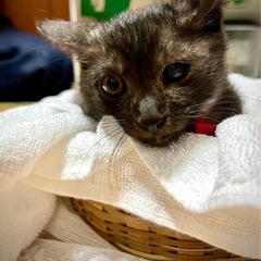🍒【終の住処きまりました🙇‍♀️】【ニコちゃん】とっても穏やかな...