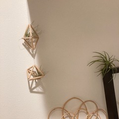 エアプランツ♡Tベルティナの画像