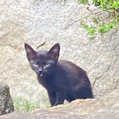 〘里親さん決まりました〙野良子猫