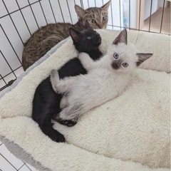 【正式譲渡】❤️美猫❤️シャム柄推定1.5ヶ月🐈　　　　　　　　...
