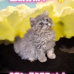 10/6(日)譲渡会。生後３ヵ月足長ミヌエット♀(⋈◍＞◡＜◍)。✧♡