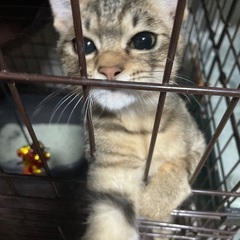 子猫の里親さん募集