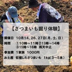 さつまいも堀り体験　10月27日