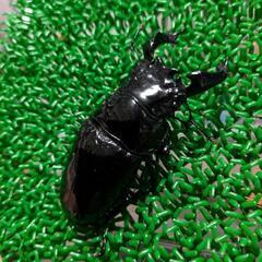 イベント出店します。昆虫くじ、生体、用品セール等　クワガタ　カブトムシ