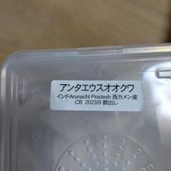 ③　アンタエウスオオクワガタ　インド　43mmの画像
