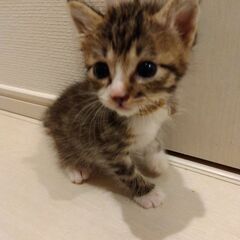 生後3週　キジ白男の子里親さん募集します🐈