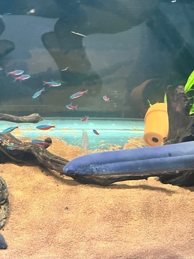 熱帯魚　レピドシレンパラドクサ