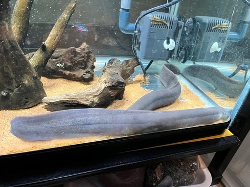 熱帯魚　レピドシレンパラドクサ