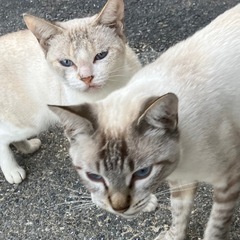 6ヶ月くらいのオス