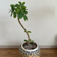 カポック　観葉植物