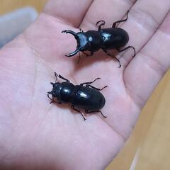 野外採集品アカアシクワガタ1ペア