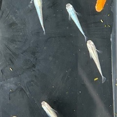 　　今年生まれました　人気の白メダカ　10匹　 400円‼️の画像