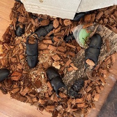 国産オオクワガタ成虫買い取ります