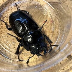 ◎阿古谷産オオクワガタ新成虫♀＋♂B◎♀45、オマケ75♂（配送...