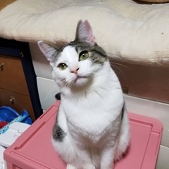 甘ったれの白キジ　アンジュちゃん
