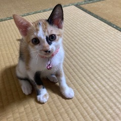 三毛猫 メス 生後3ヶ月 トライアル期間中