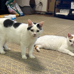 多頭崩壊レスキュー猫アイちゃん - 里親募集