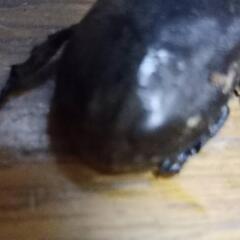 サビイロカブト　♂単　　差し上げますの画像