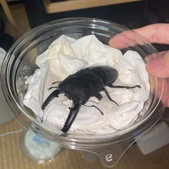 パラワンオオヒラタクワガタ ペアも可