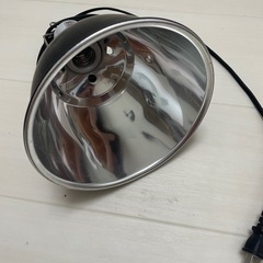 ペット爬虫類の画像