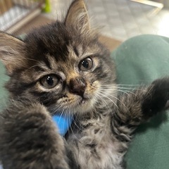 生後2ヶ月過ぎ、元気な兄弟猫