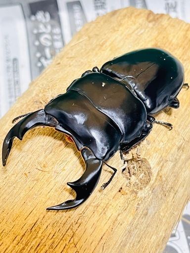 インドアンタエウスオオクワガタ（ガントク）　即ブリトリオ